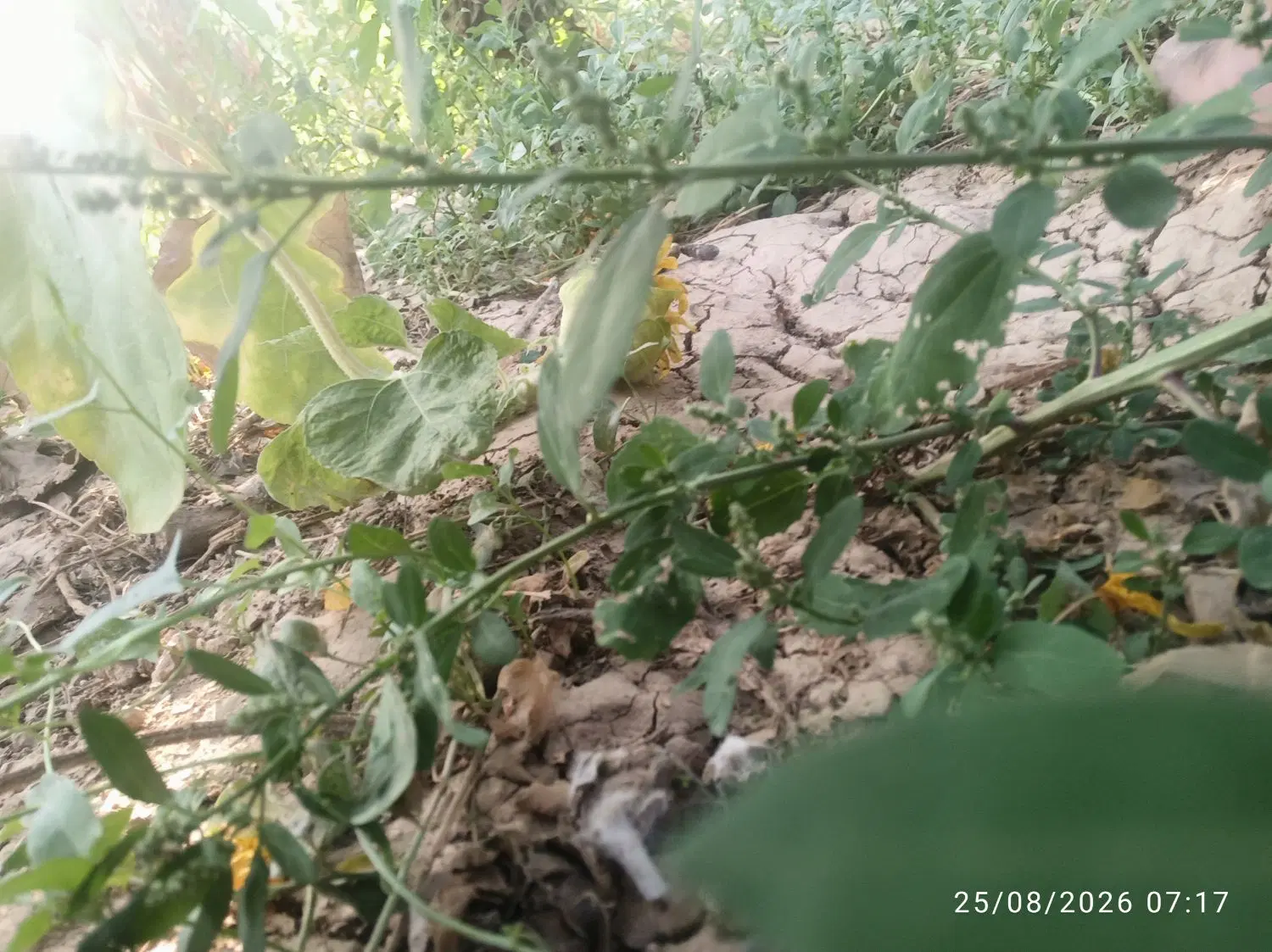 فروش 20 من باغ(۳۶۶۰متر مربع)