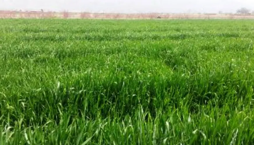 زمین کشاورزی بر خیابان
