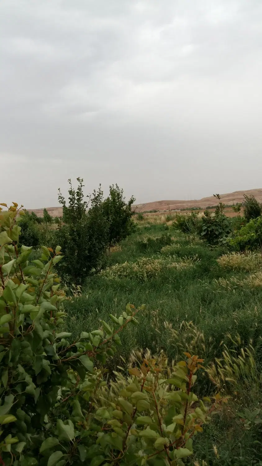 1000متر باغچه