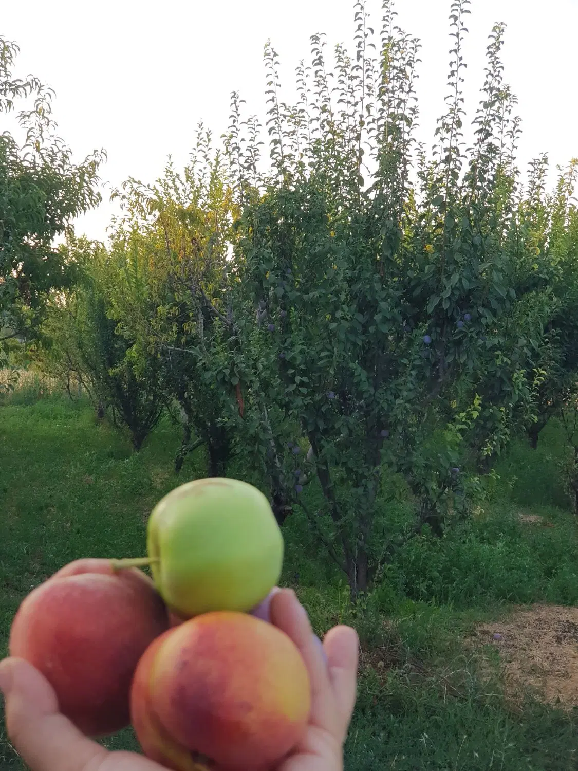 باغچه الوان ۱۰۰۰متری
