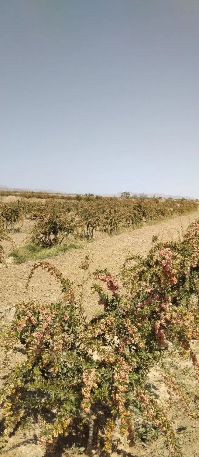 زمین کشاورزی