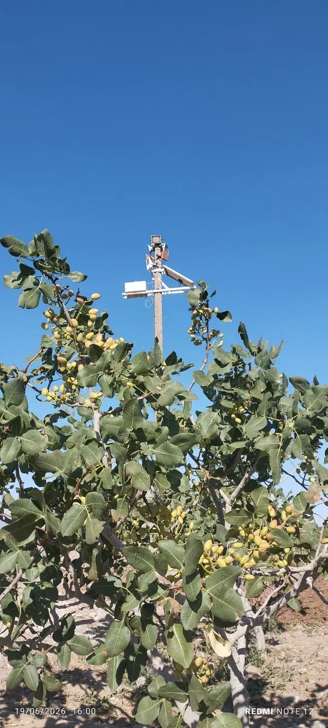 باغ پسته یه هکتار