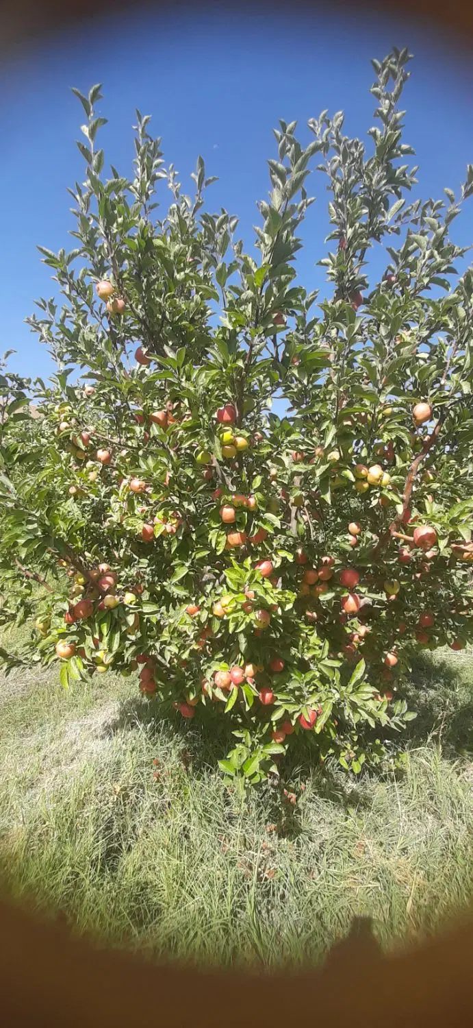 اجاره باغ سیب