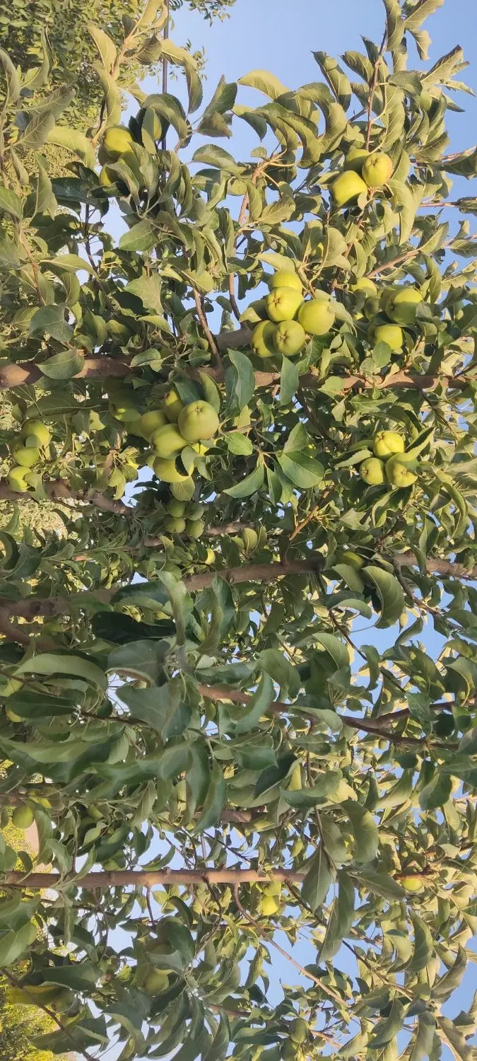 باغ