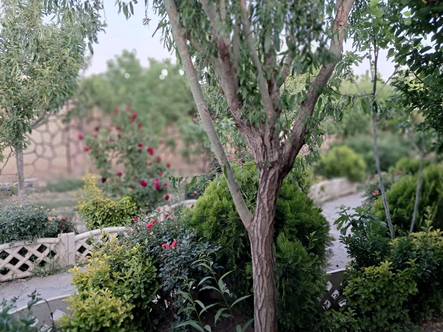 باغ عسکریه جاده قدیم
