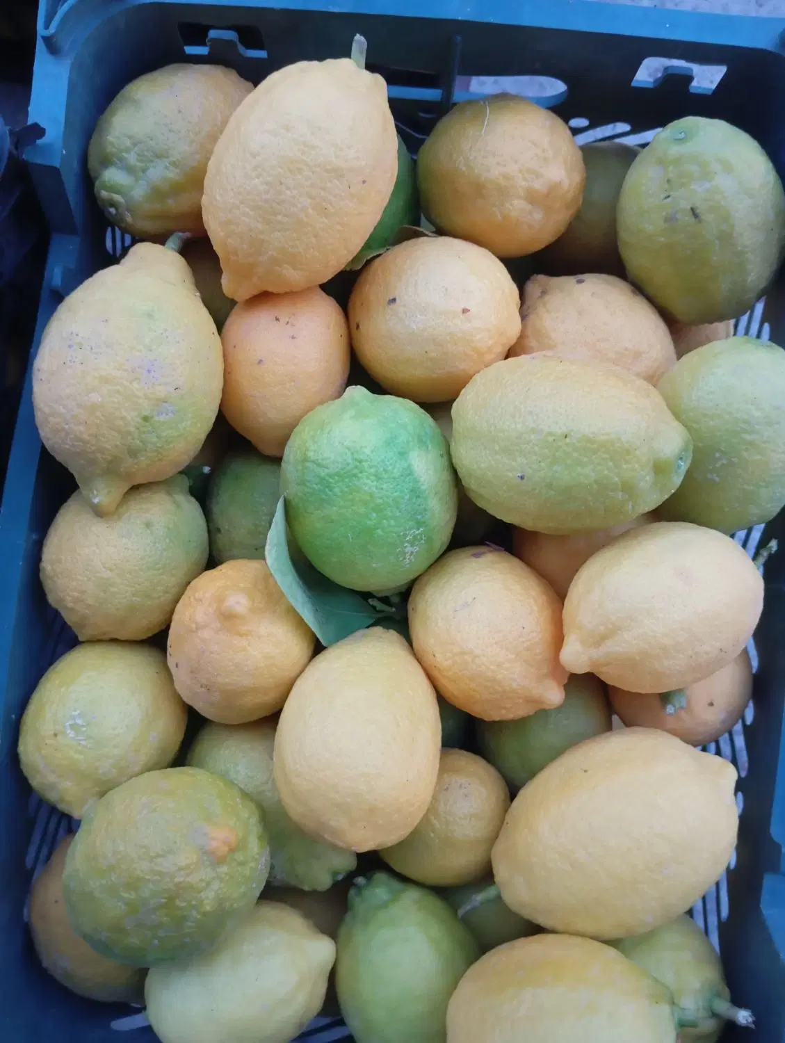 فروش باغ