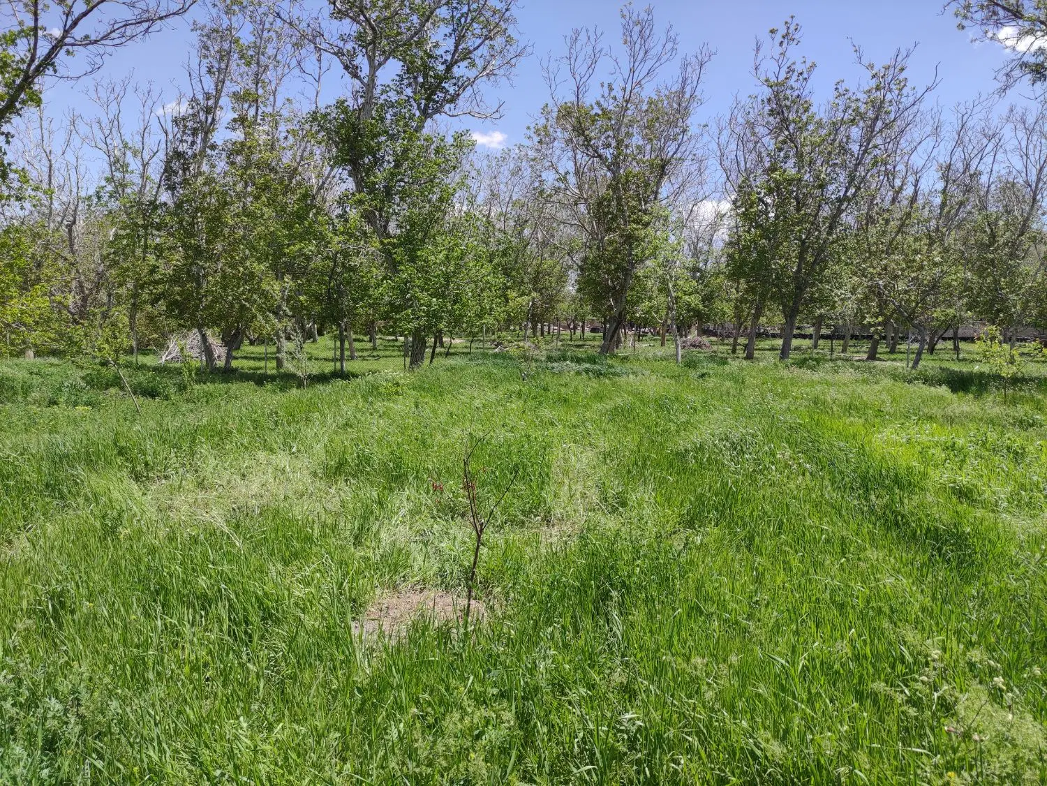 باغ نقلی اسکو