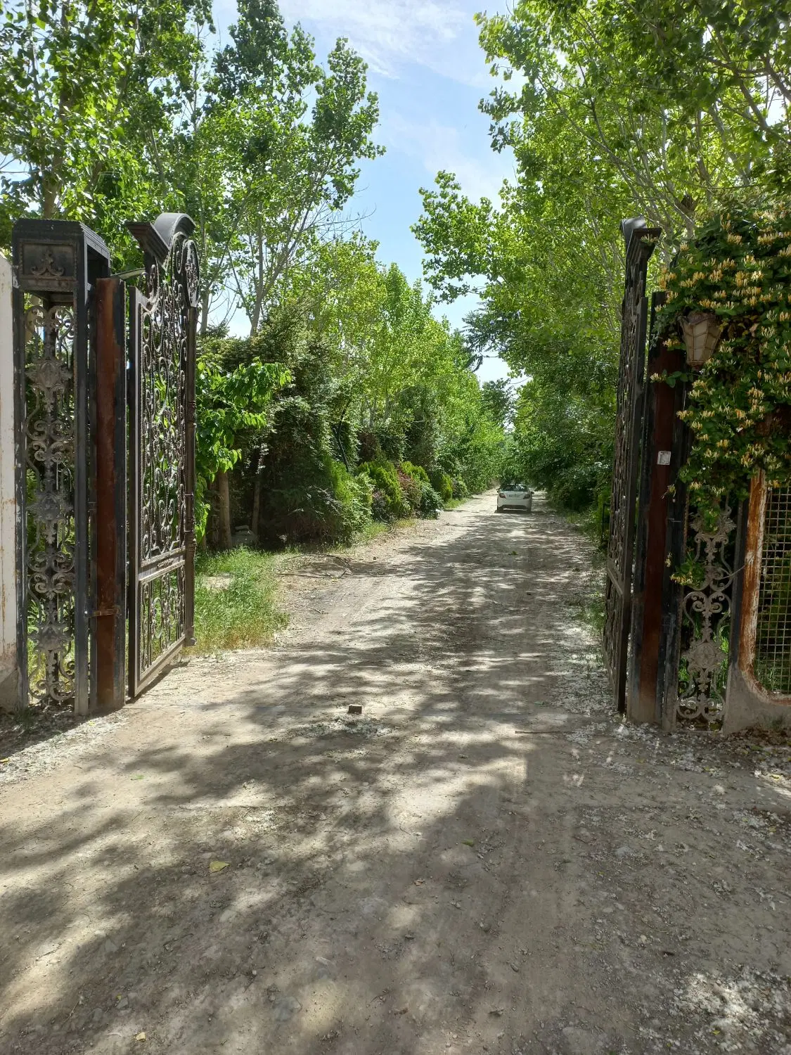 ۳۰۰ متر باغچه داخل مجموعه سند تک برگ