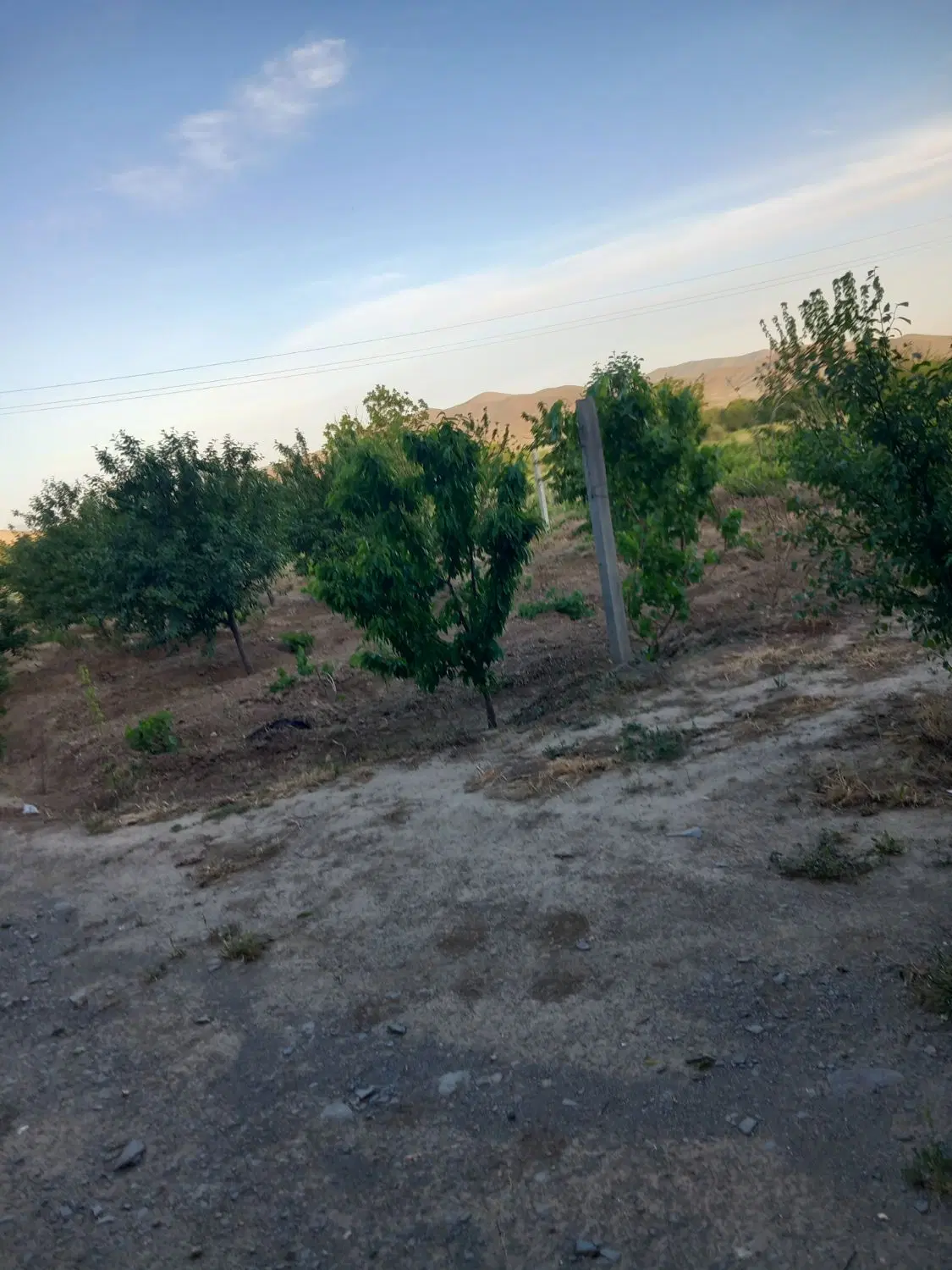 باغ تفریحی و درخت