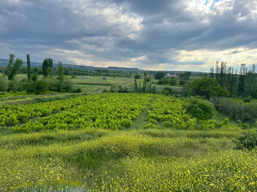 باغ انگور ومیوه نزدیک روستای ارجق مشگین شهر