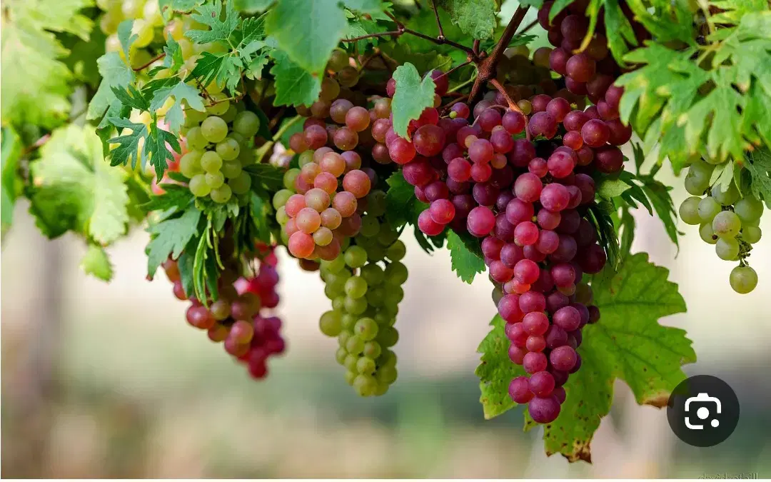 ۲ هکتار و نیم باغ و زمین کشاورزی