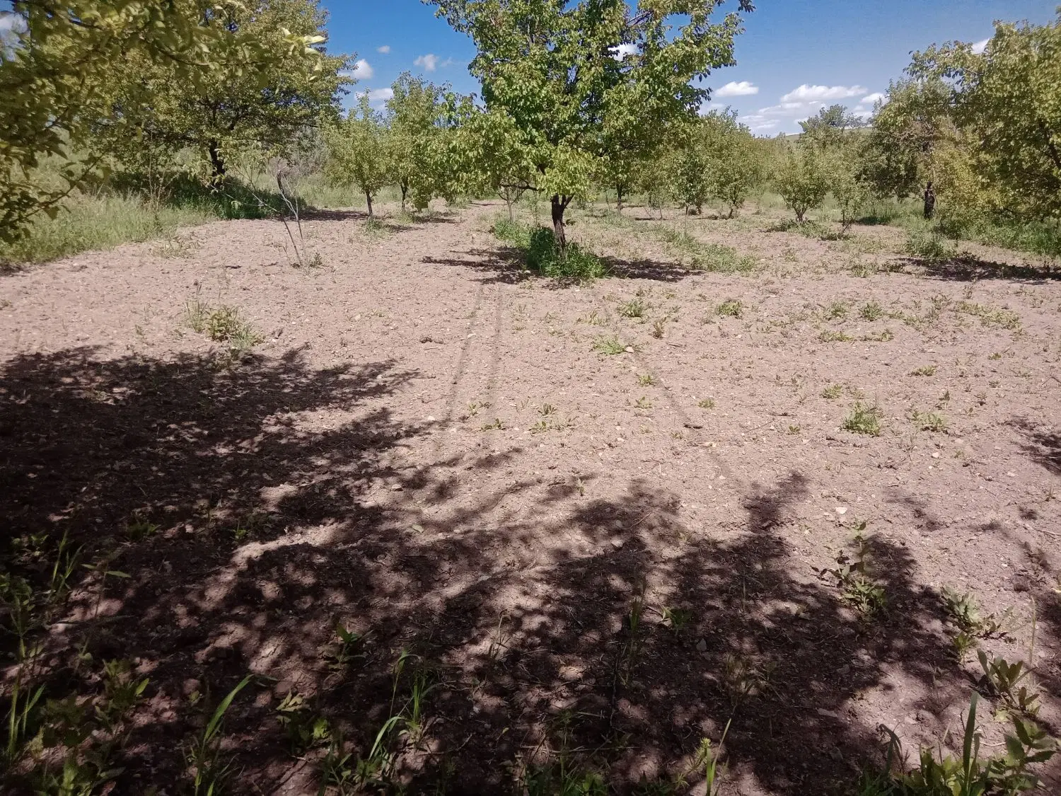 باغ در گویجه بل