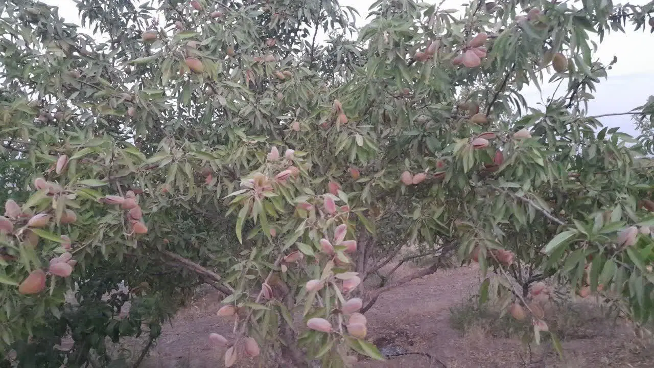 فروش باغ ۳۰۰۰متری روستای شوراب صغیر