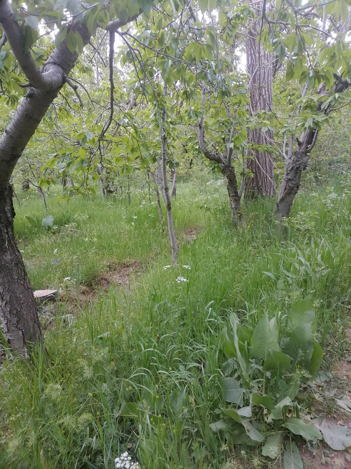 فروش زمین روستای خاک کو