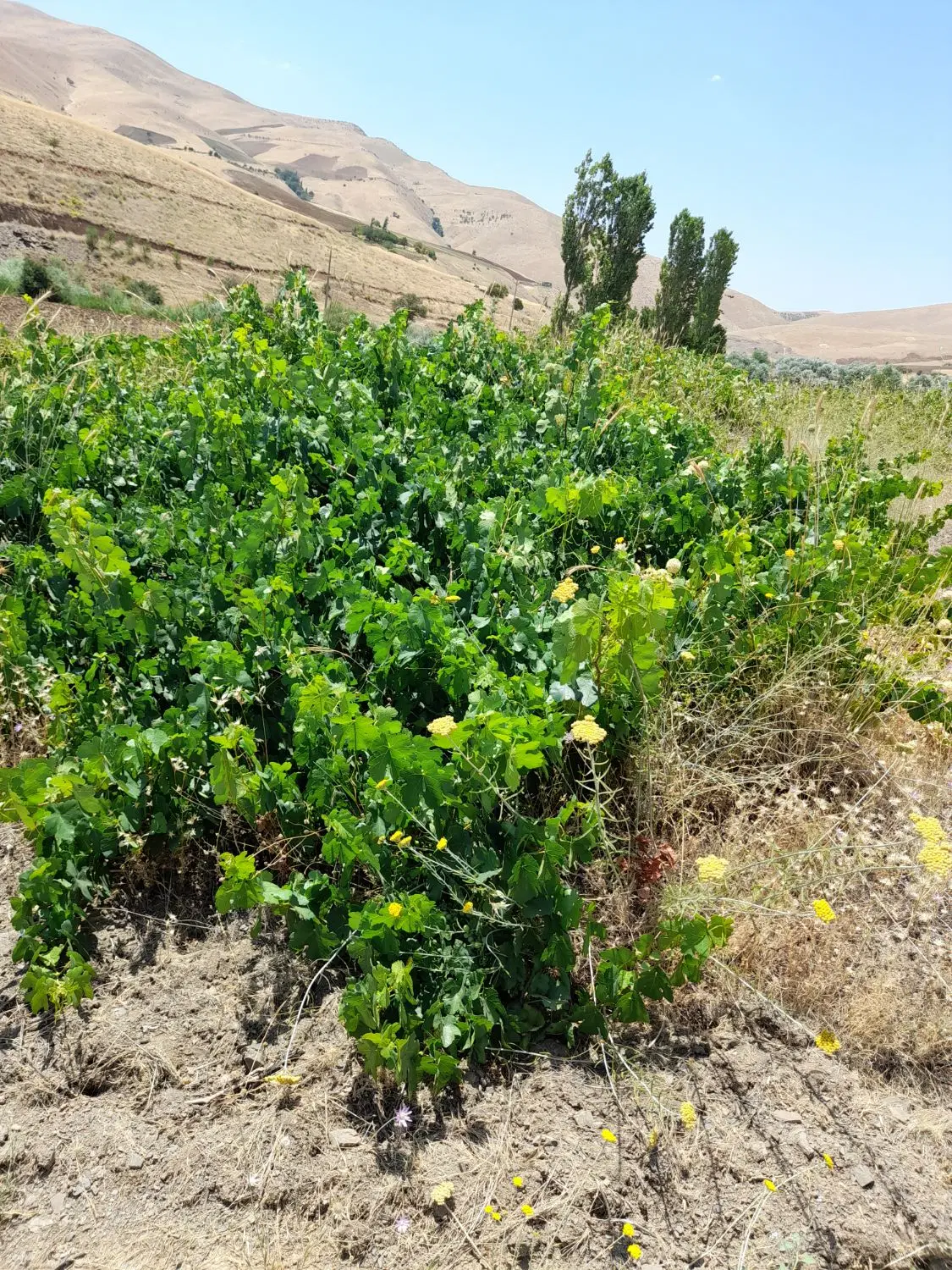 زمین و باغ کشاورزی روستای دویسه