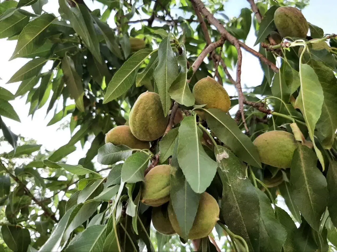 باغ فروشی
