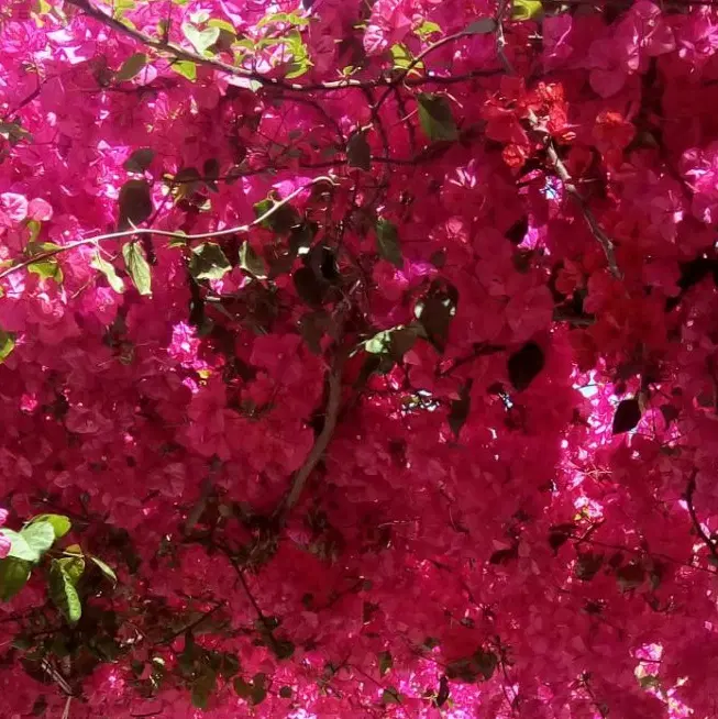 باغ سنجان