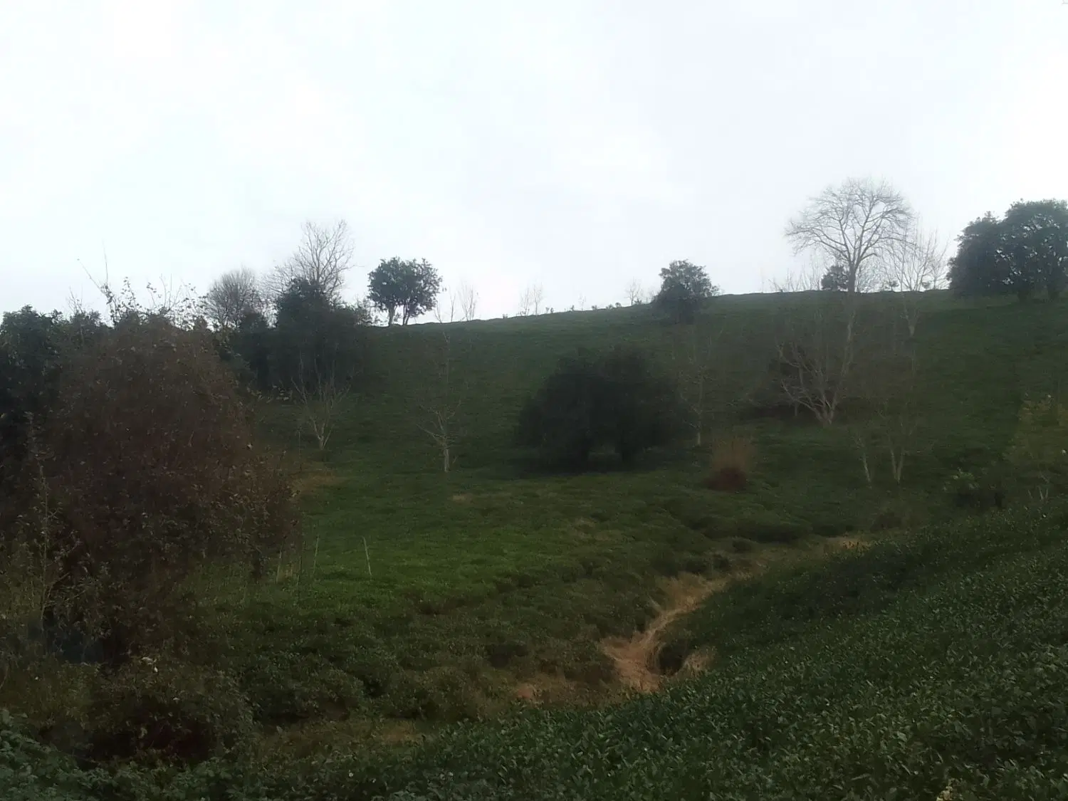 زمین چای باغ