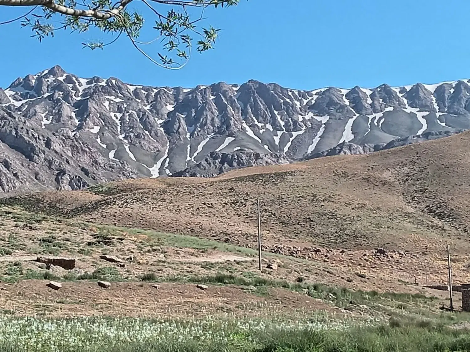 باغ درختکاری شده