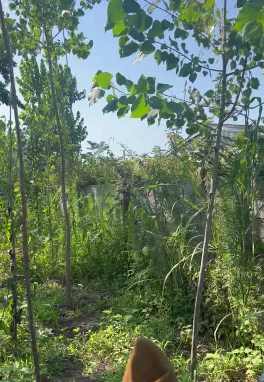 زمین مسکونی بر جاده روستای صفرابسته