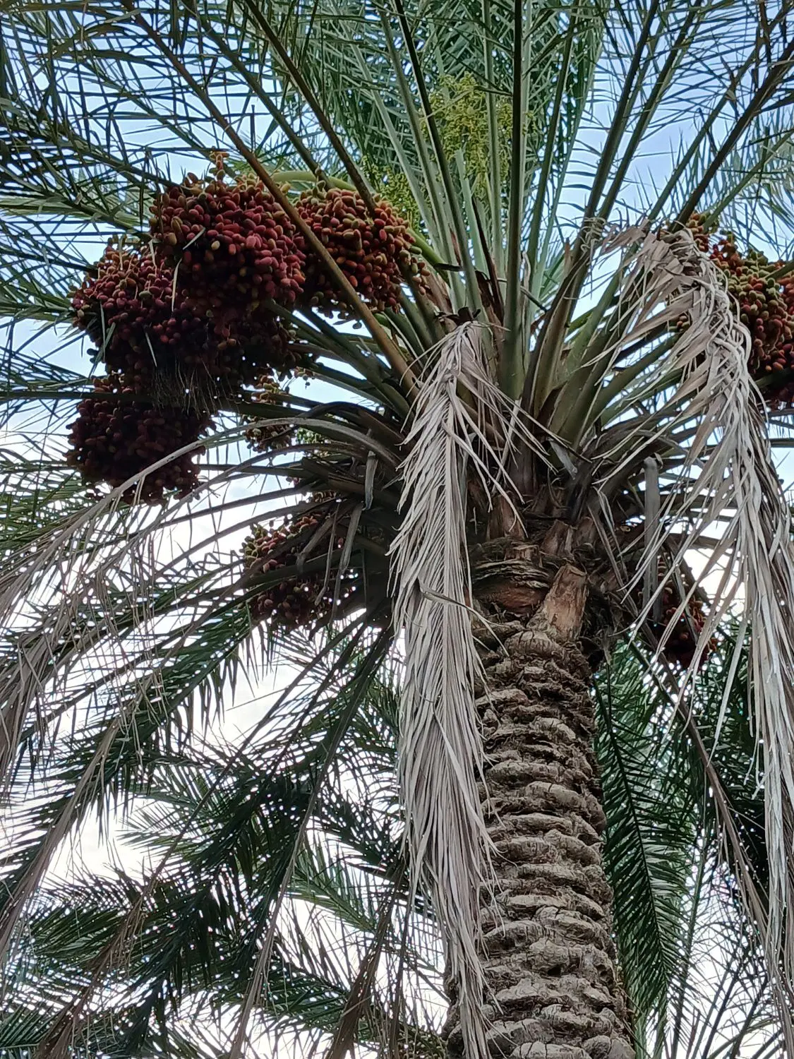 باغ خرما اجار ای