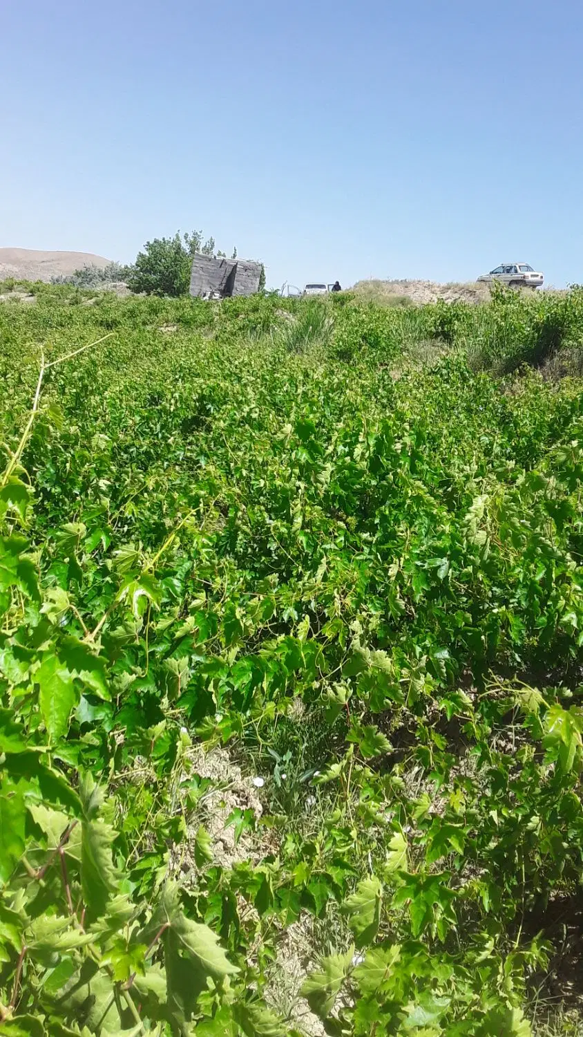 باغ انگور