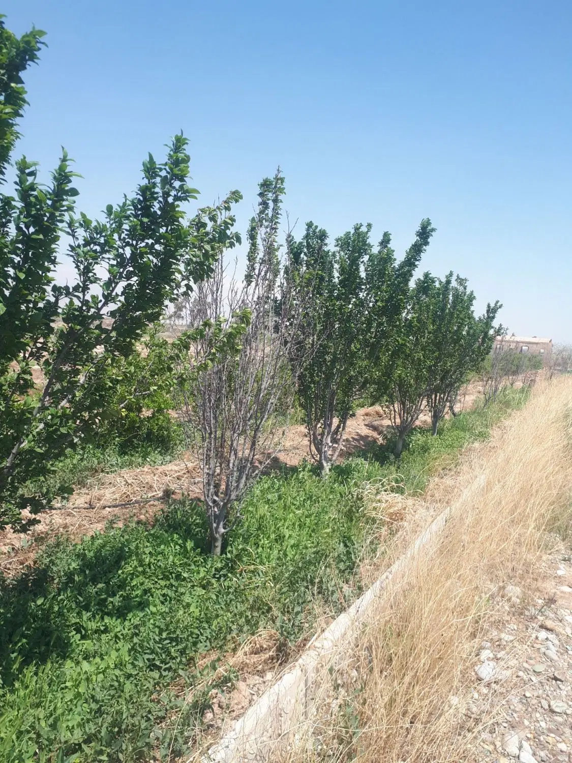4000متر زمین مجوز گلخانه معاوضه با خودرو