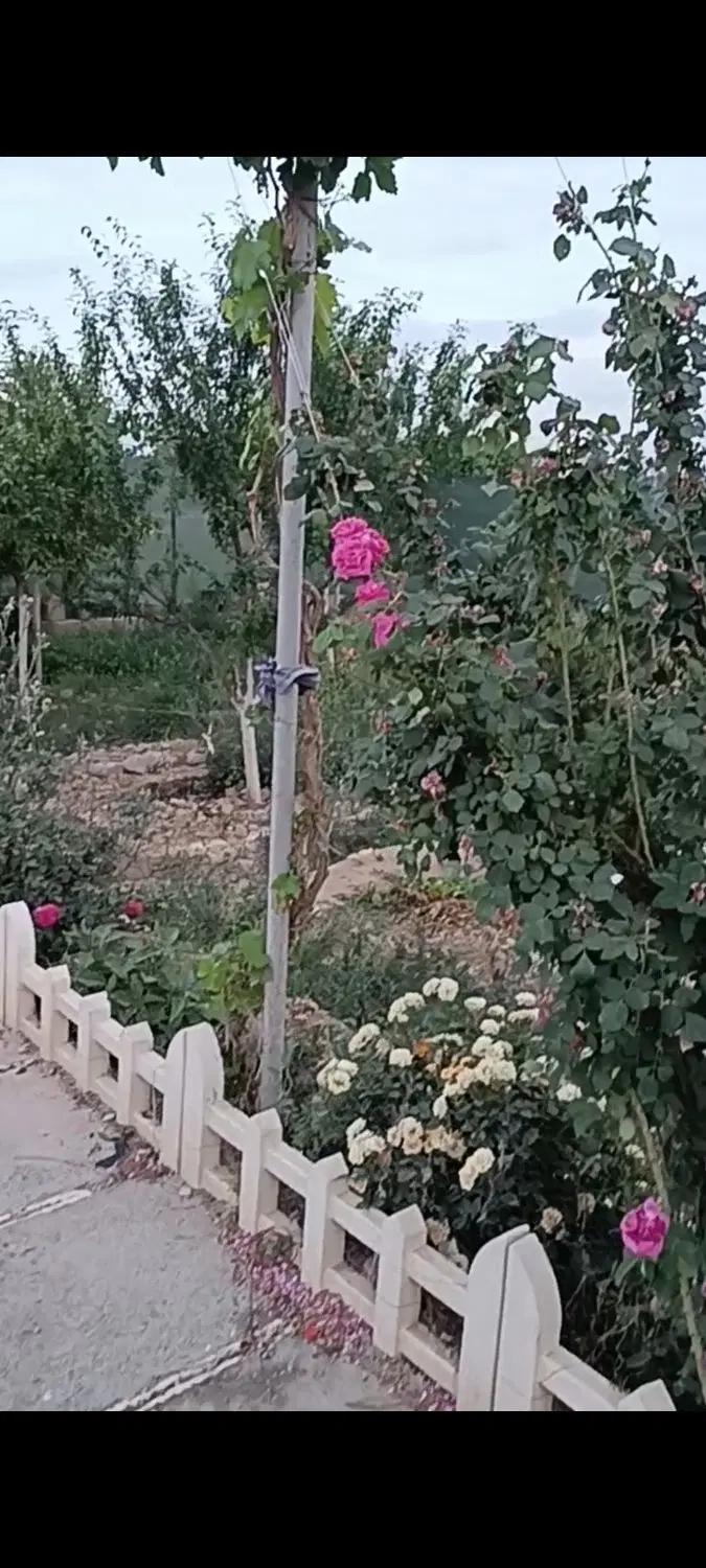 باغچه 500 متری، نقدیا معاوضه با خودرو