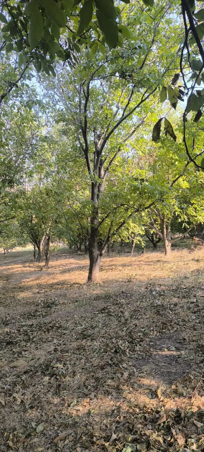 فروش گردوزار