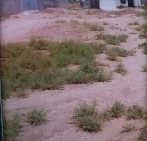 زمین مسکونی زعفرانیه