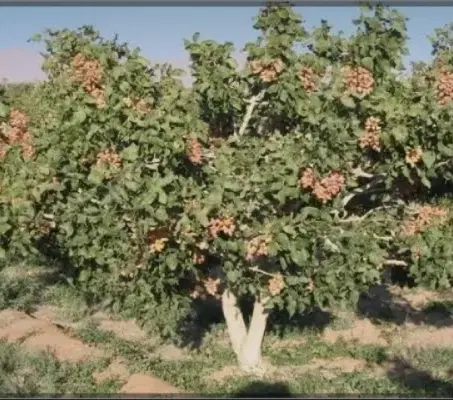 باغ پسته