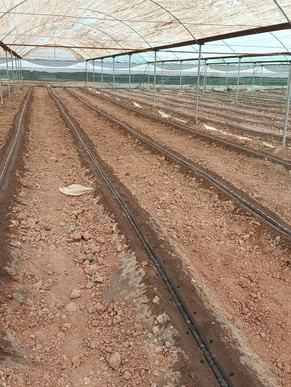 گلخانه اجاره‌ای آماده کشت شده