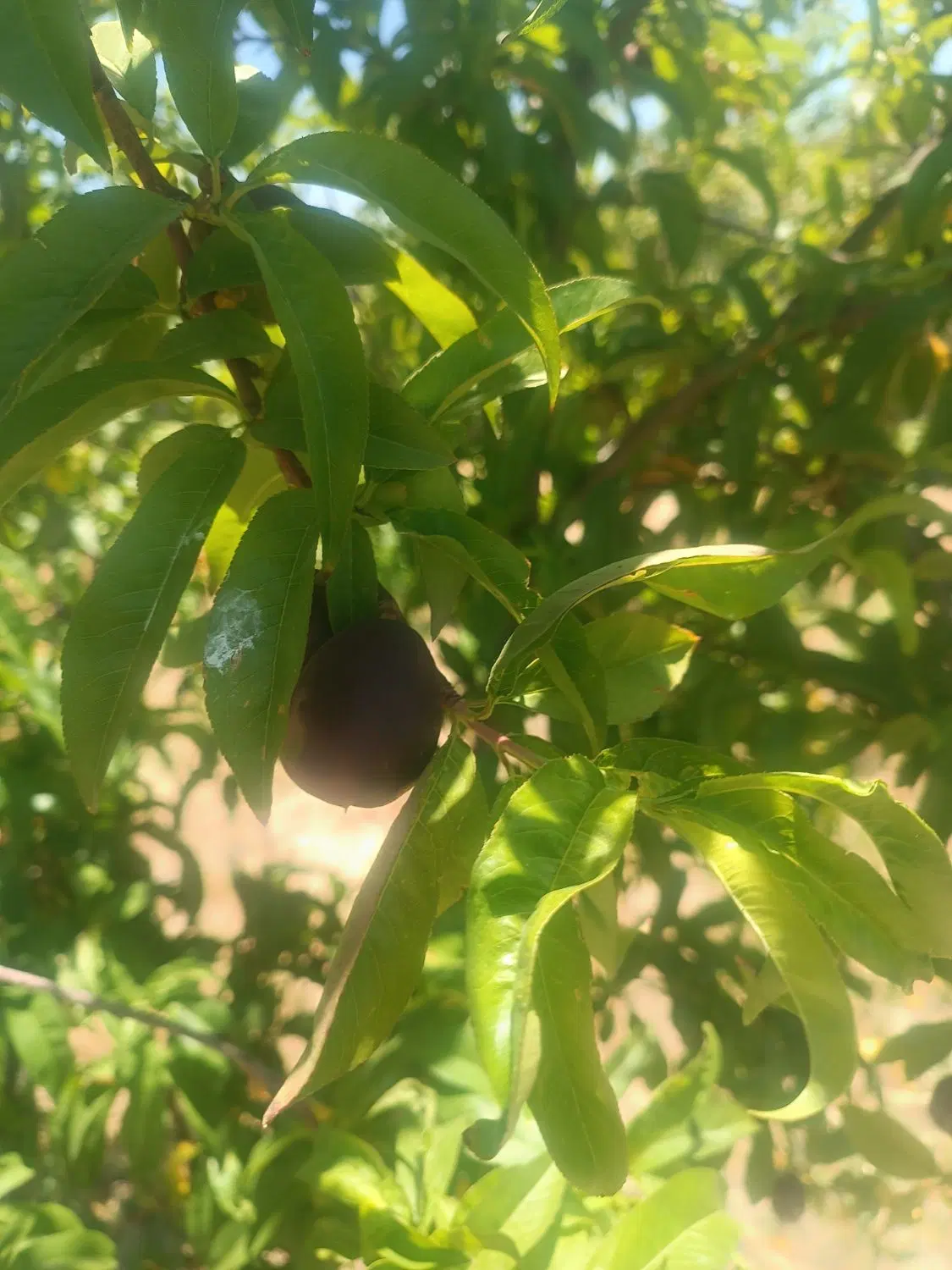 باغ شهری دهبید مرودشت