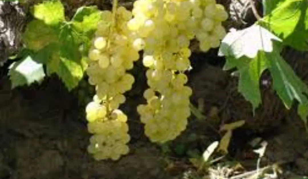 باع سنتی بادام و انگور