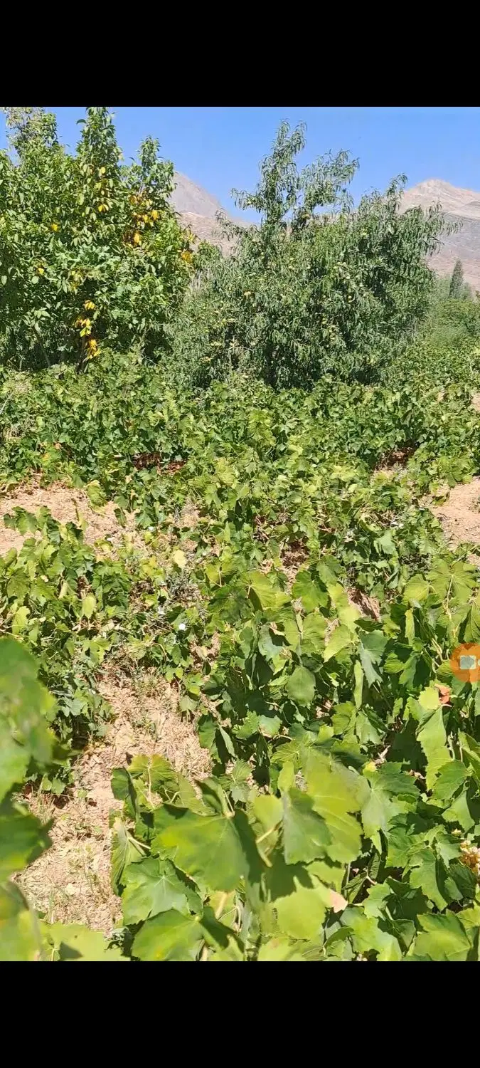باغ انگور و گردو
