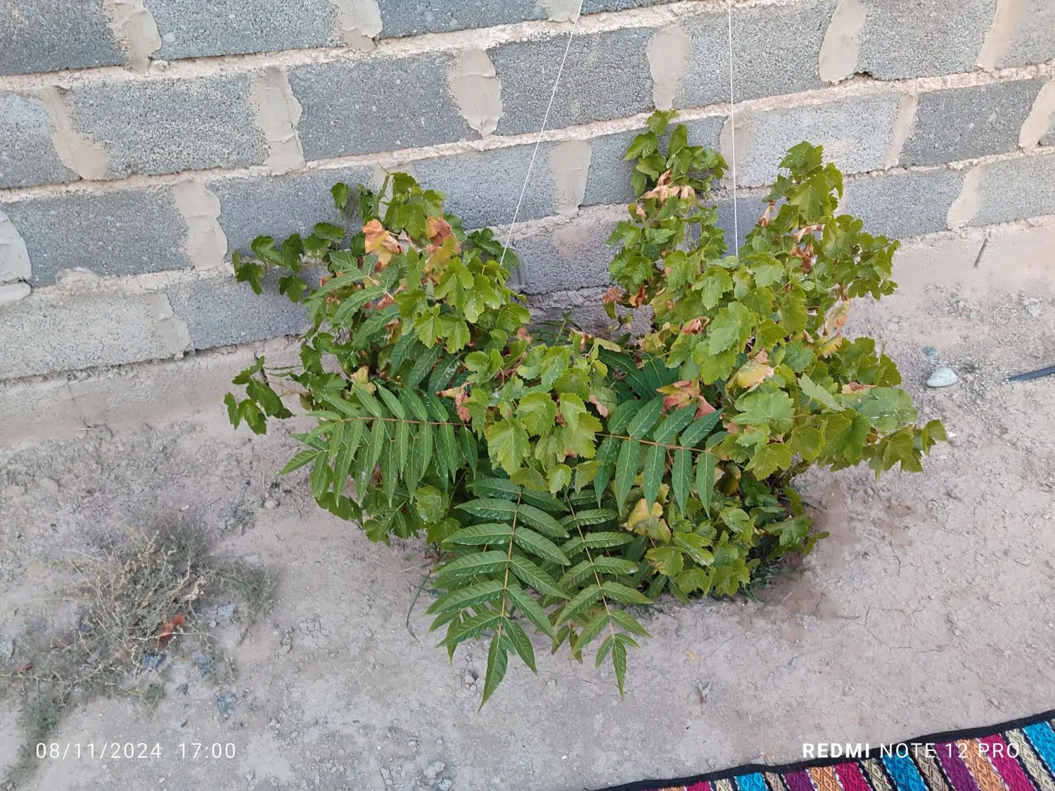 فروش باغچه ۲۰۰ متری
