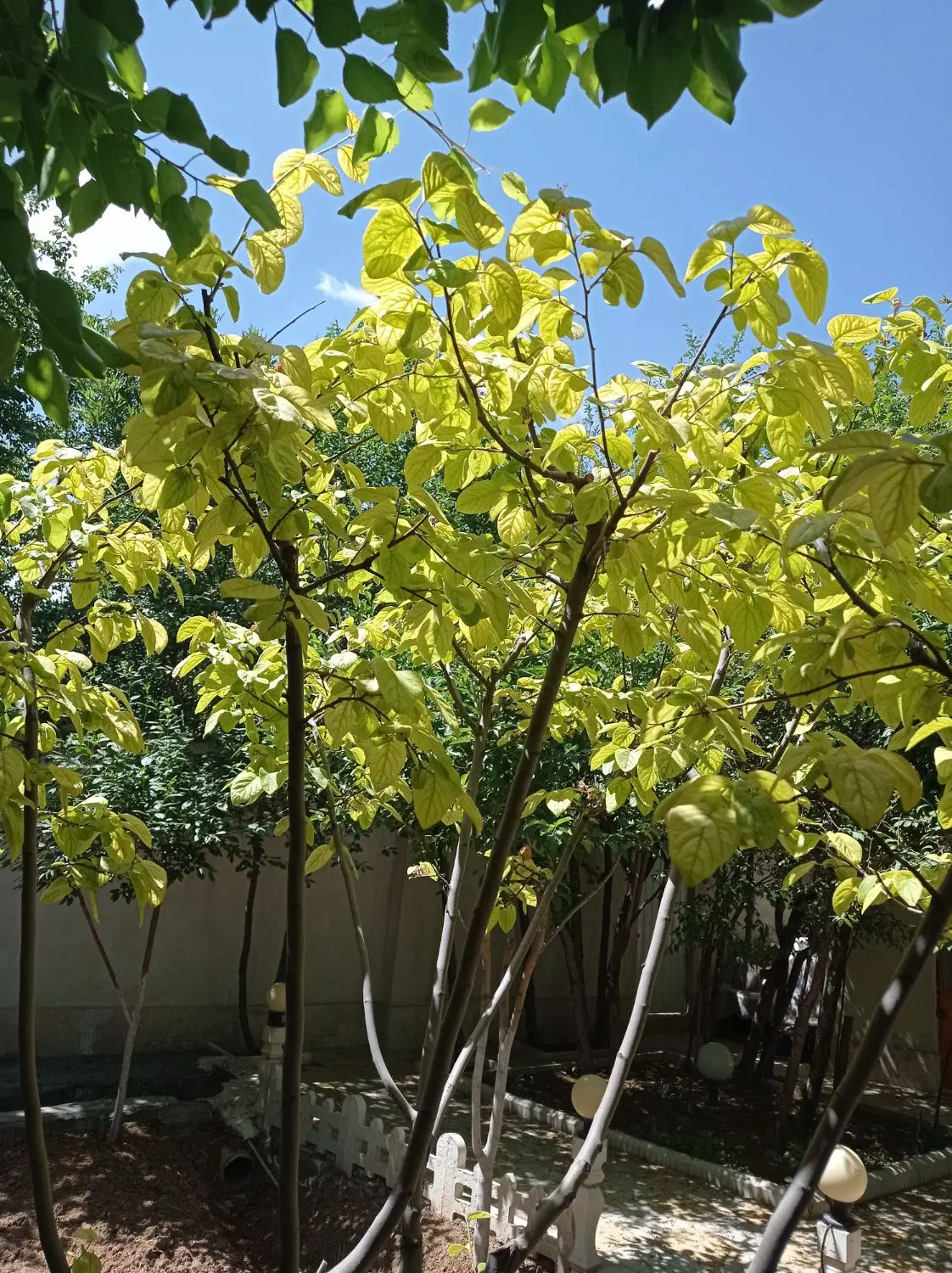 باغ فروشی