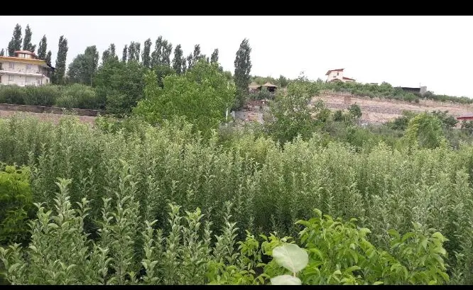 دشت کلفور