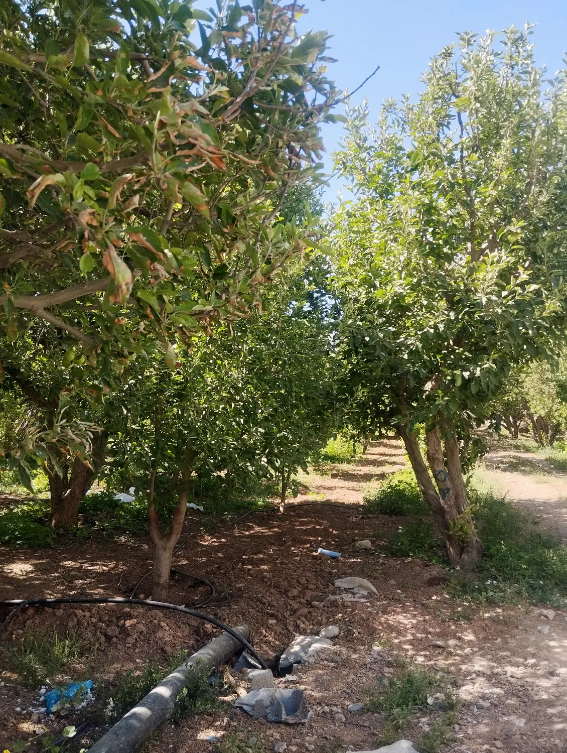 زمین باغ ۶۵۰ متری جابان سند تک برگ آب و برق و گاز