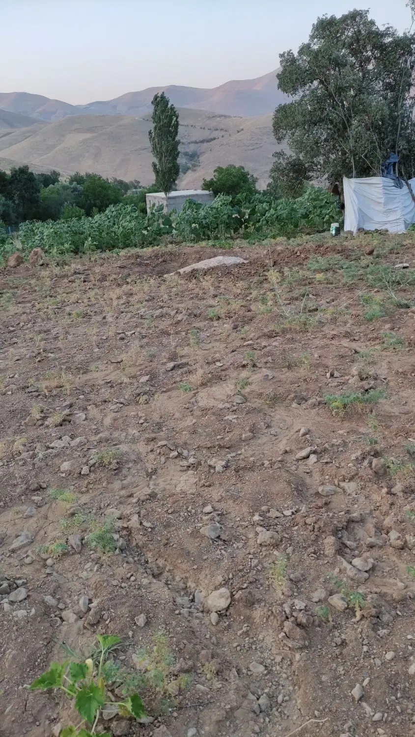 زمین کشاورزی خام