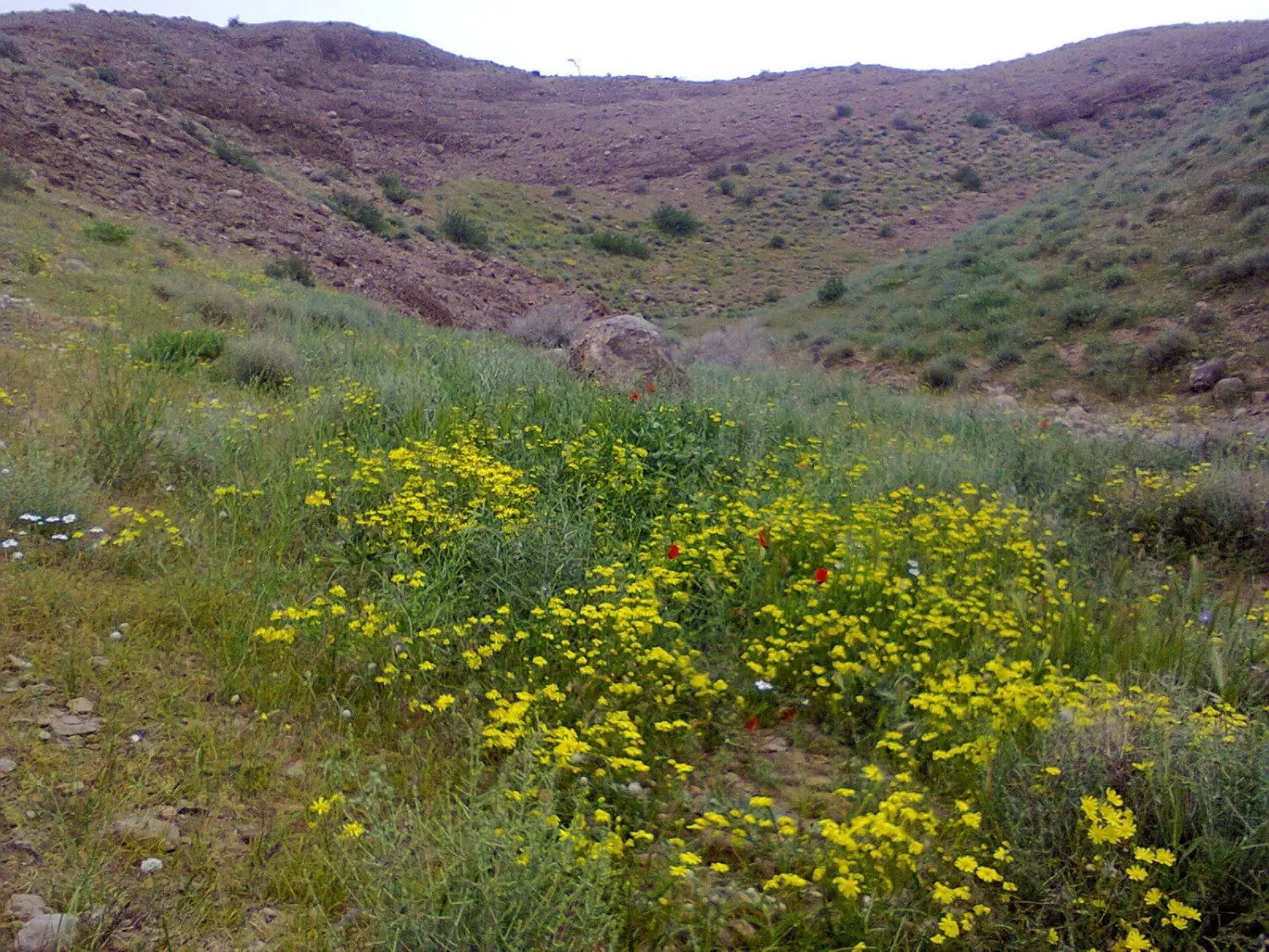 زمین مسکن ملی اعضا