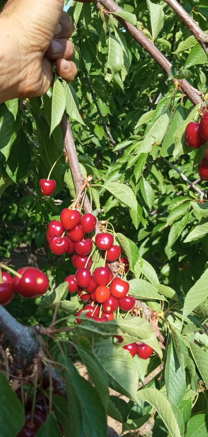فروش باغ گیلاس والبالو