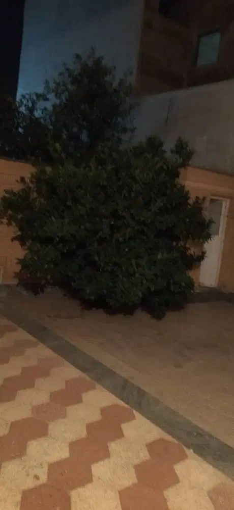 رهن واجاره