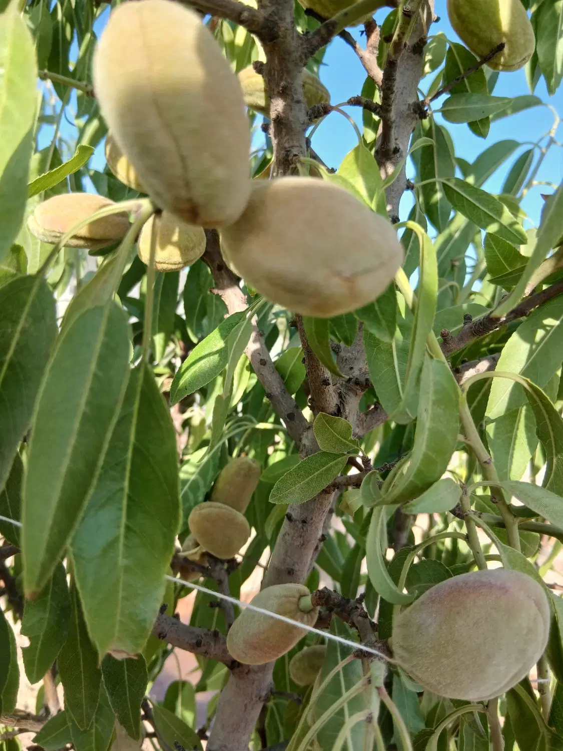 باغ در مجلسی اصفهان