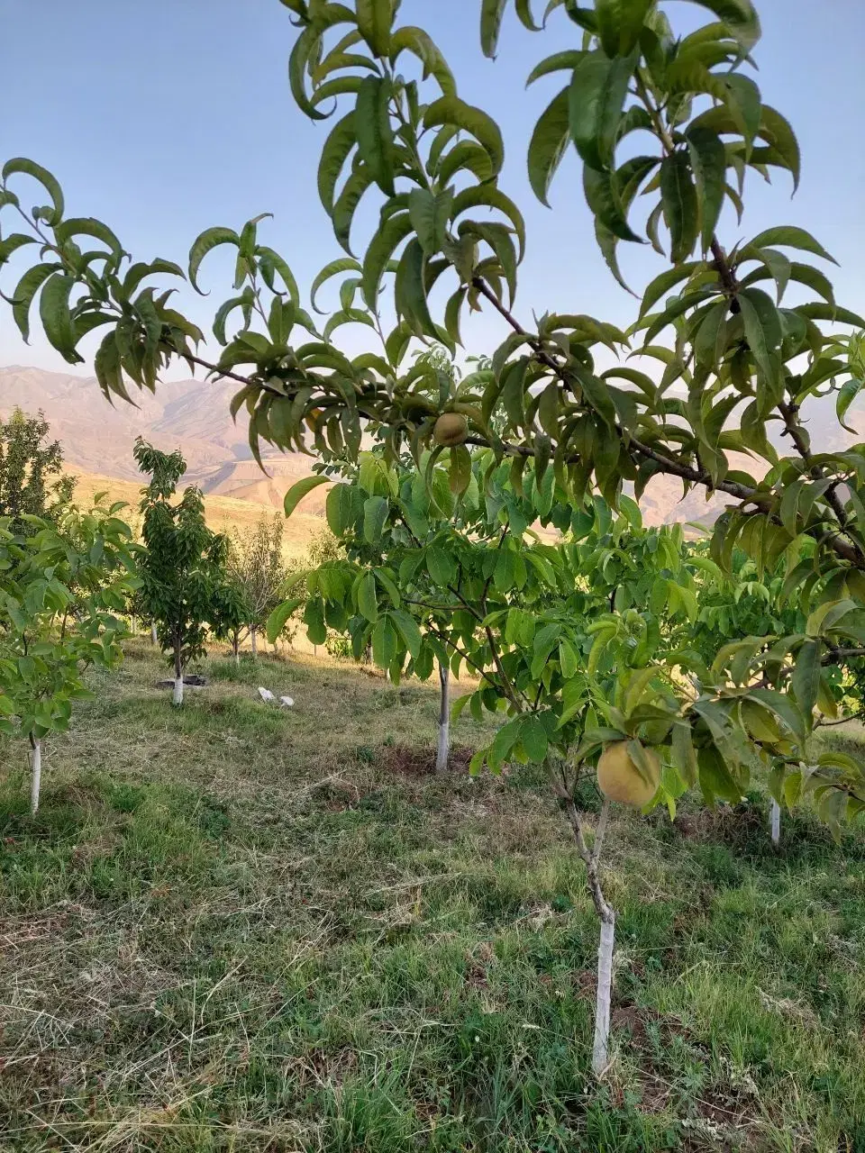 زمین