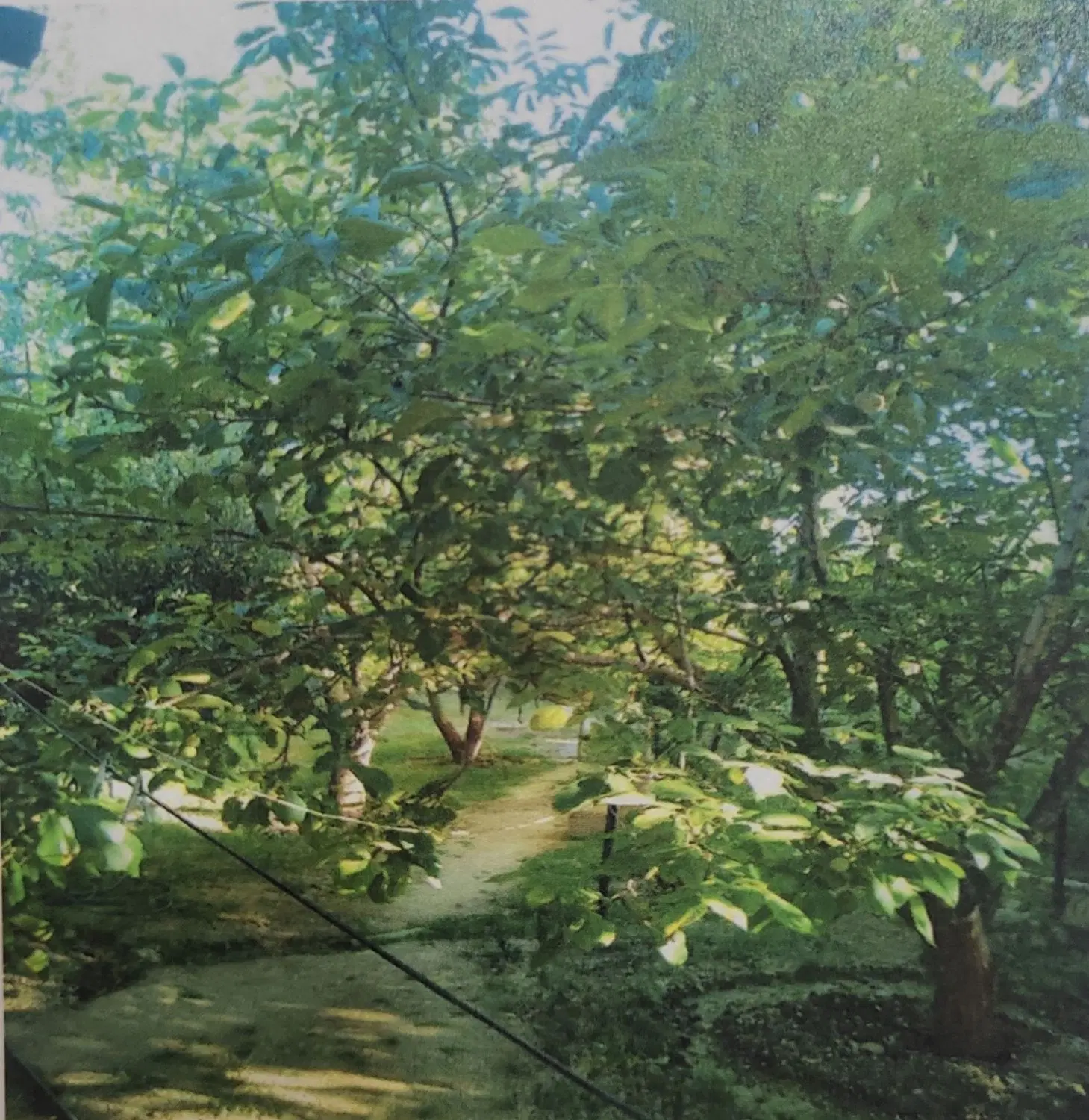 فروش خونه باغ
