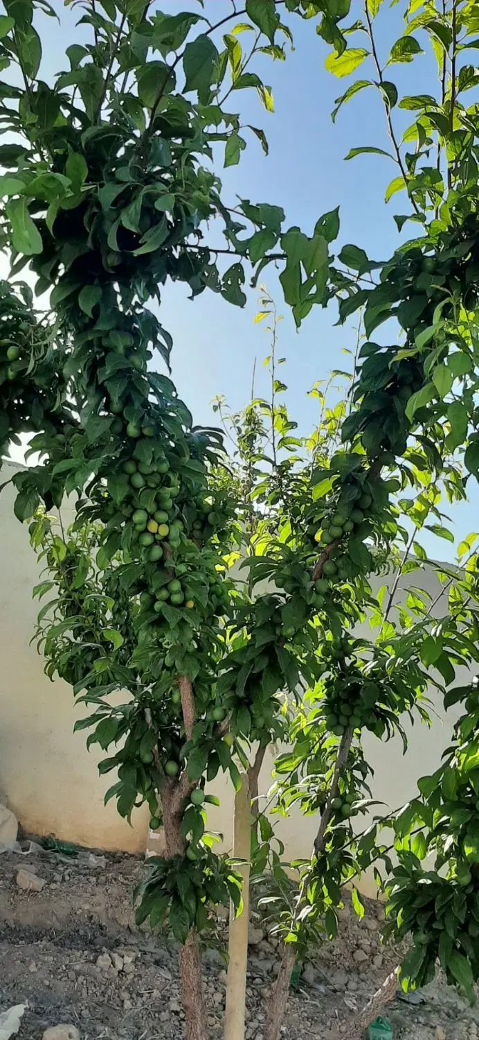 باغچه ۵۵۰متری چسب بافت