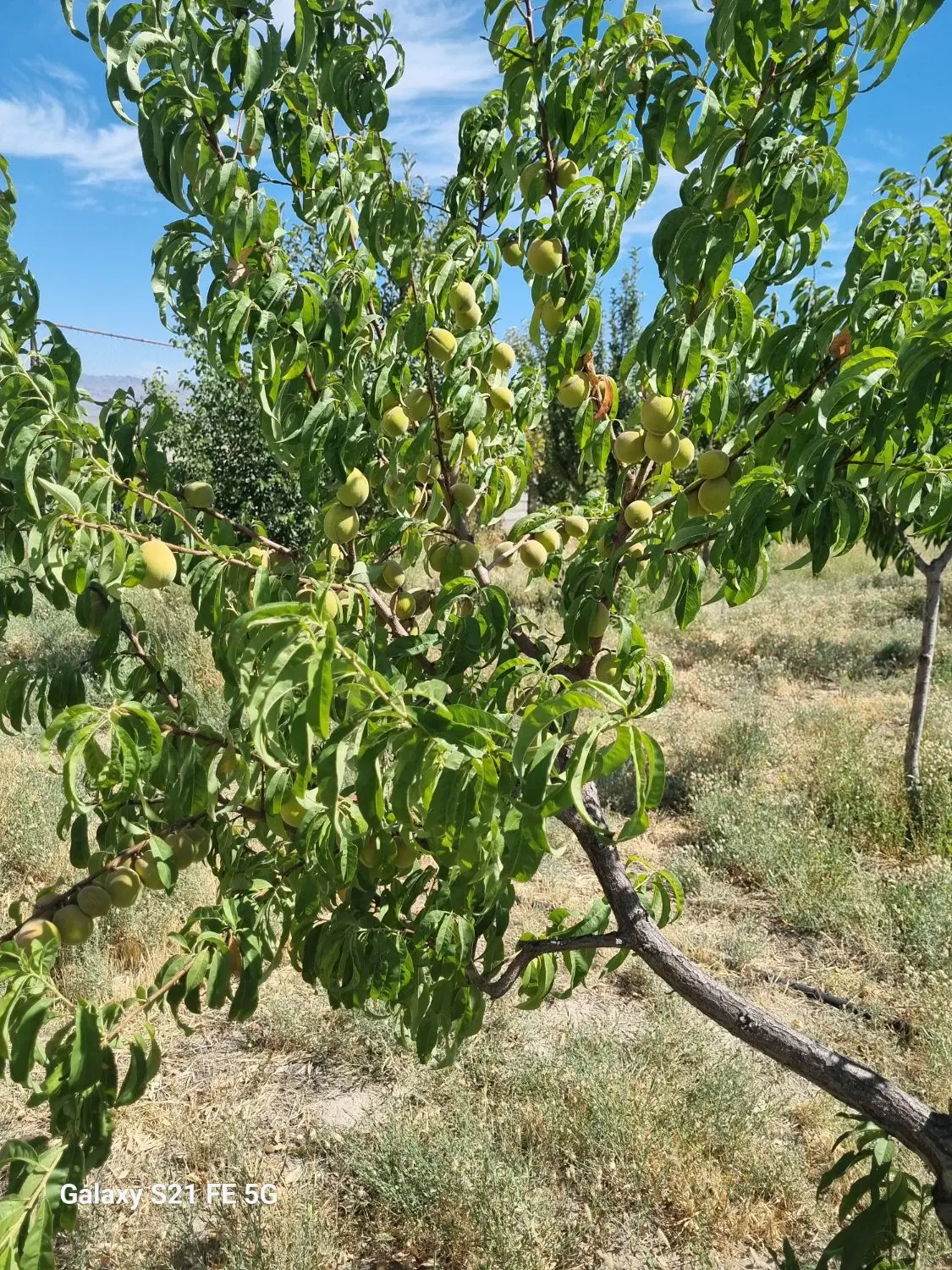باغ با درختان میوه