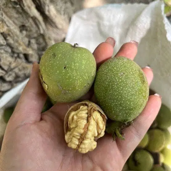 باغ سرکان