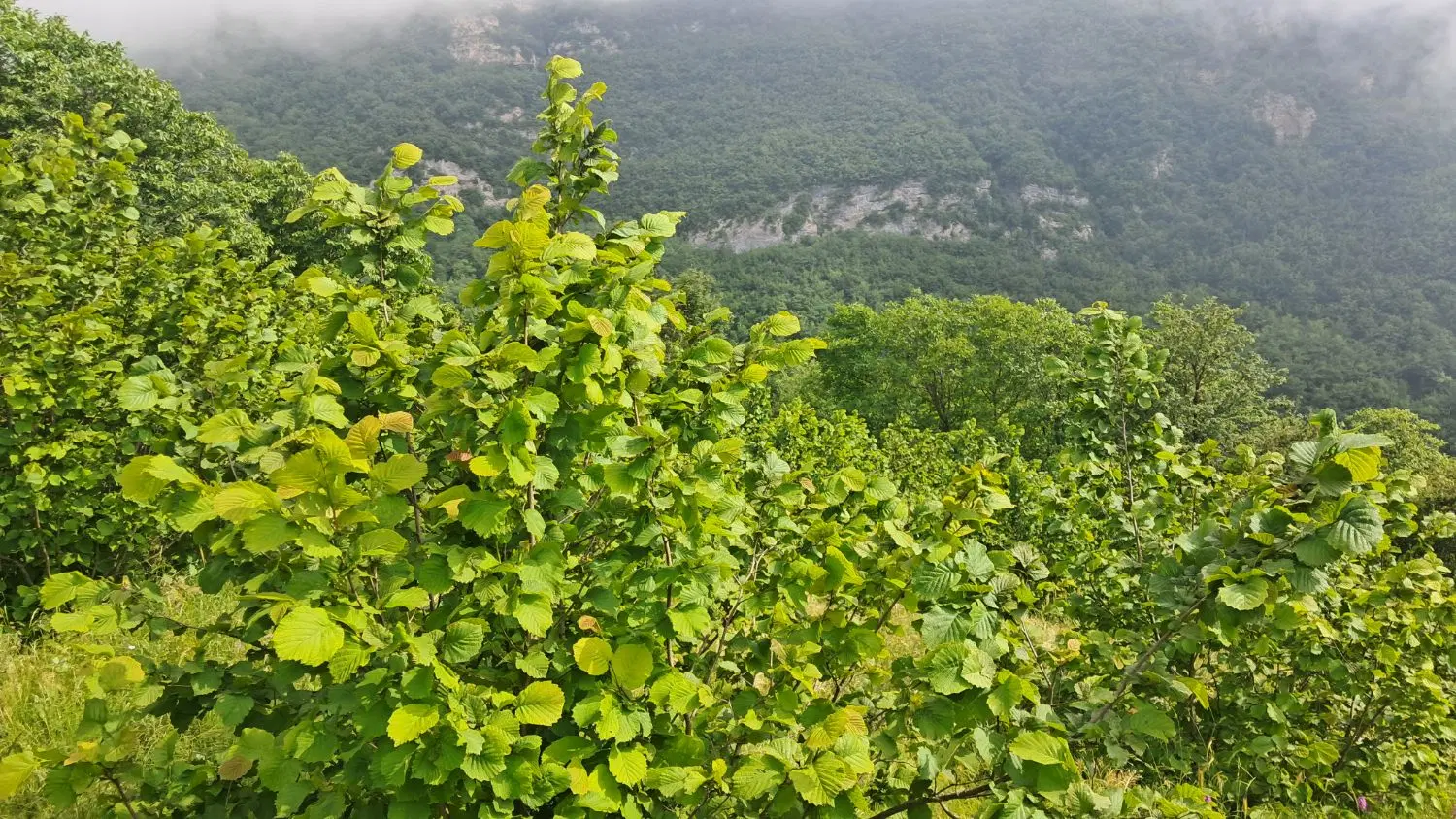 باغ فندوق واقع در روستای یاسور
